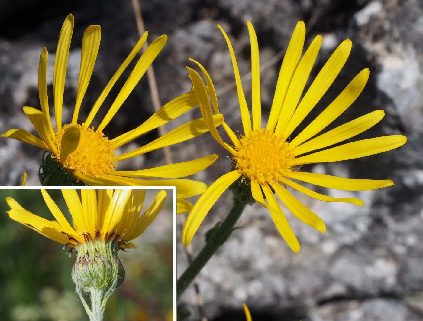 Ragwort, Provencal flower